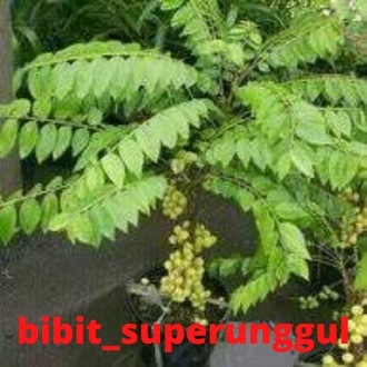 Bibit Tanaman Buah Ceremai Manis/Bibit Cermei Cepat Berbuah