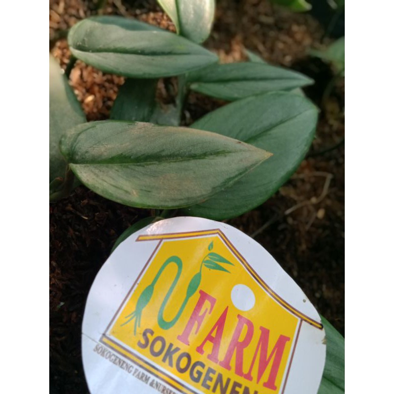 scindapsus treubii moonlight atau philo silver moonlight philodendron variegata silver langka