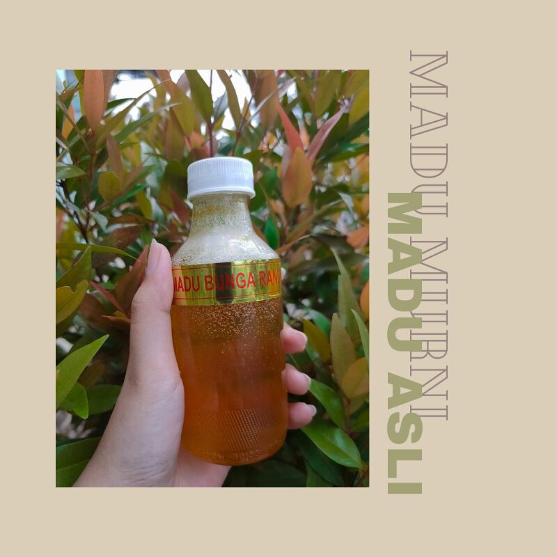 

MADU ASLI/MURNI LEBAH TERNAK