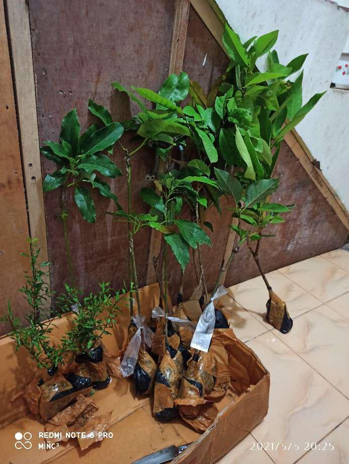 Bibit Alpukat Yamagata Valid ( Beli 3 Bonus 1 Bibit Anggur )