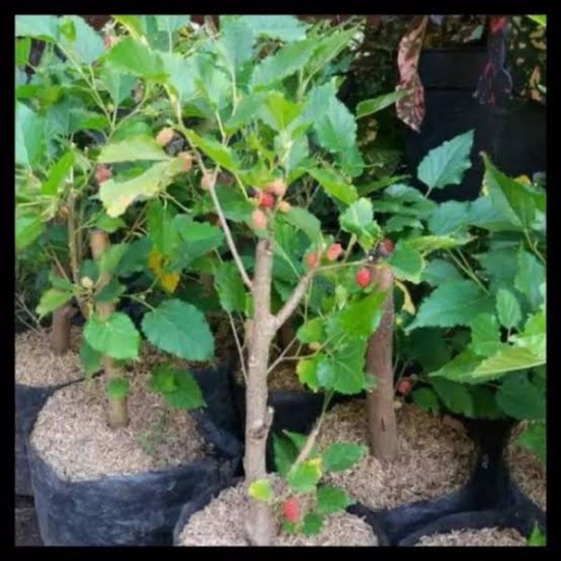 tanaman bibit buah murbei/besaran(sudah berbuah)