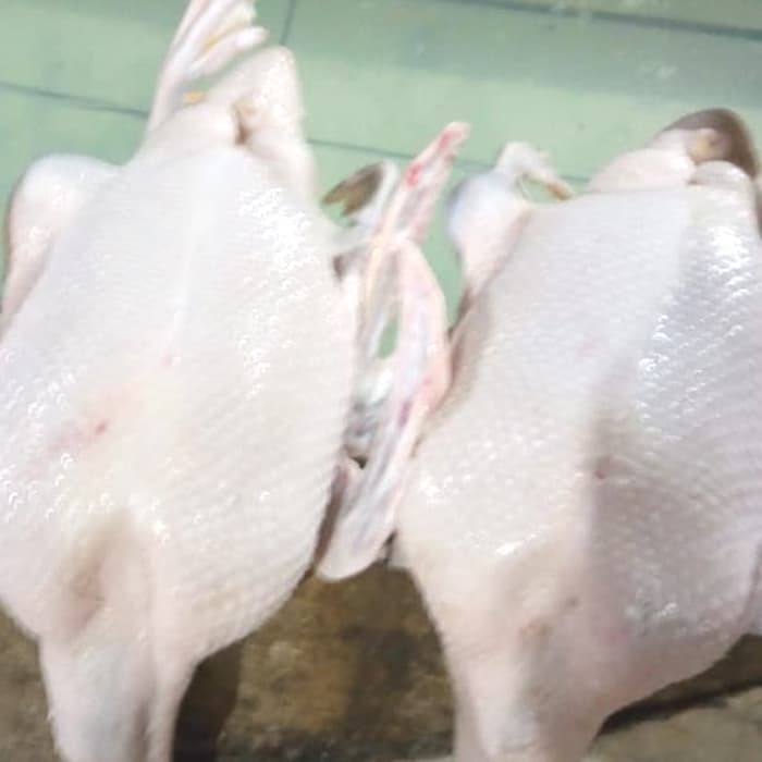 

Daging bebek hibrida super 1.6 kg