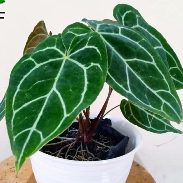 Kuping Gajah Mini Tanaman Hias Kuping Gajah Stang Kotak / Batang Kotak Kuping Gajah Daun Jumbo Tanam