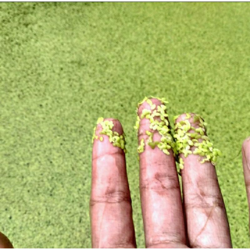 hiasan tanaman Amazon frogbit mini/azolla/mata lele