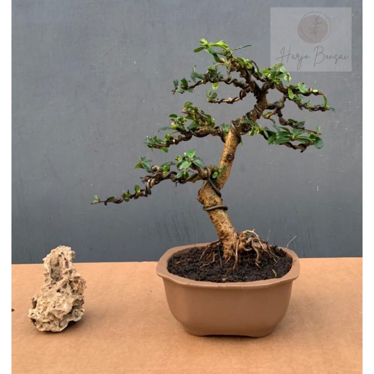 bonsai hokiantea, Carmona retusa, sudah jadi comel, GRATIS POT.