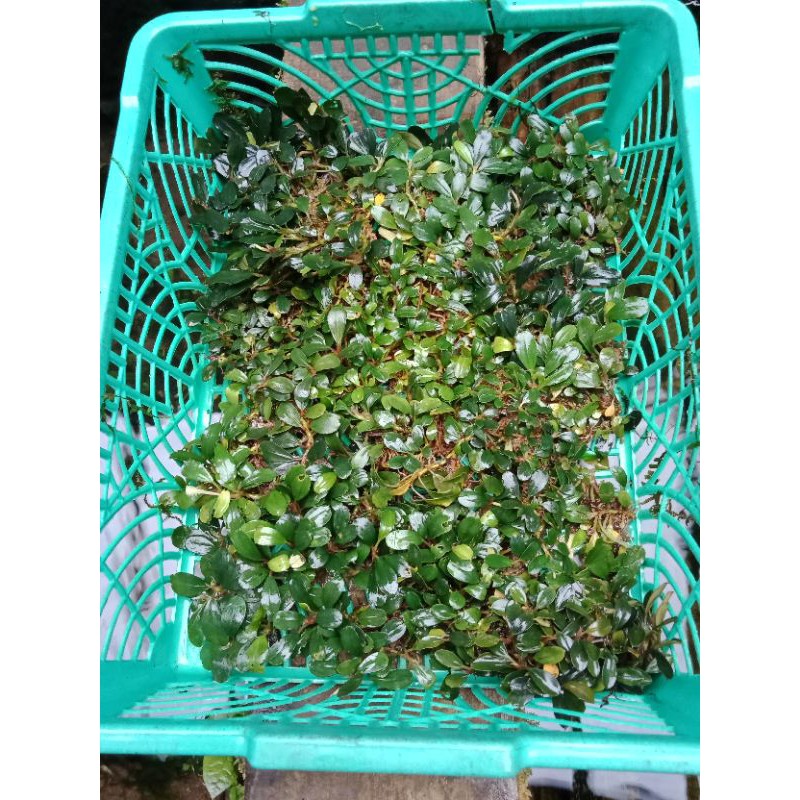 buce palandra mini coin porsi keranjang