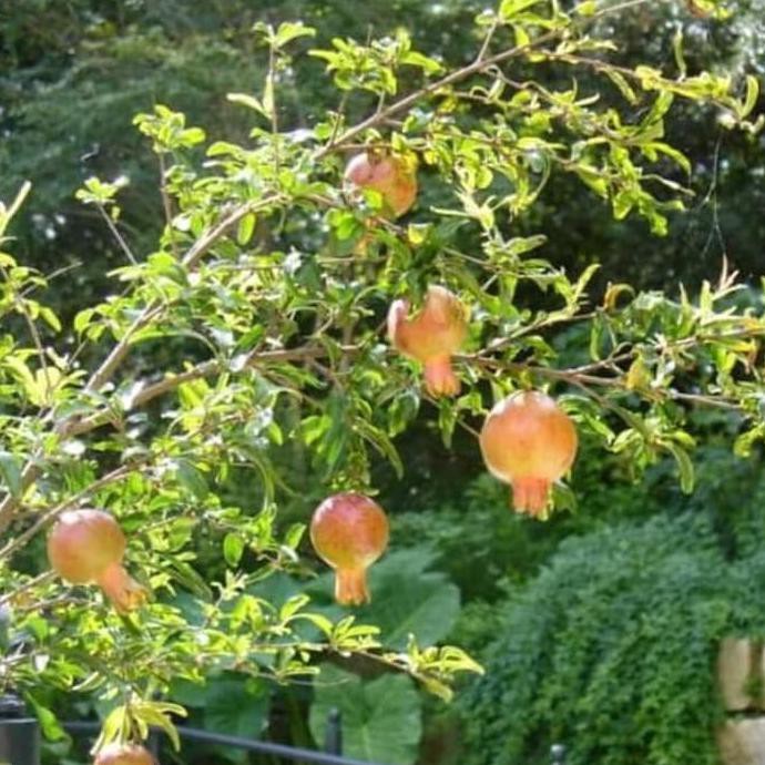 trm a1 bibit pohon delima putih buah delima tanaman delima white