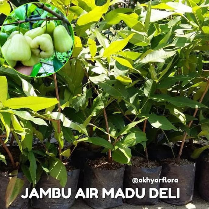 Bibit Buah Jambu Air Madu Deli