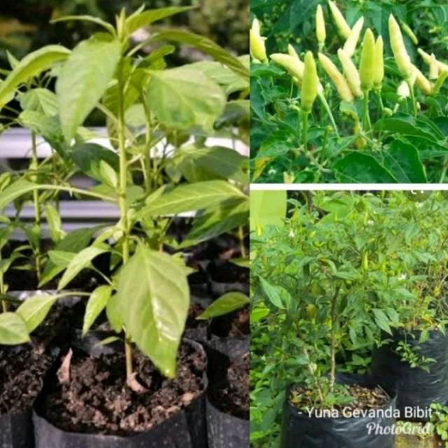 Bibit Tanaman Cabai Rawit Tanaman Hias Cabai Rawit Sayur Cabai Rawit