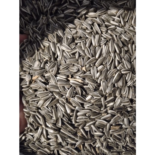 kuaci hitam mentah / kwaci hitam mentah 1kg