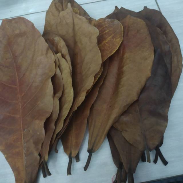 Daun ketapang kering - ikan cupang - ikan gapy - untuk menstabilkan ph air