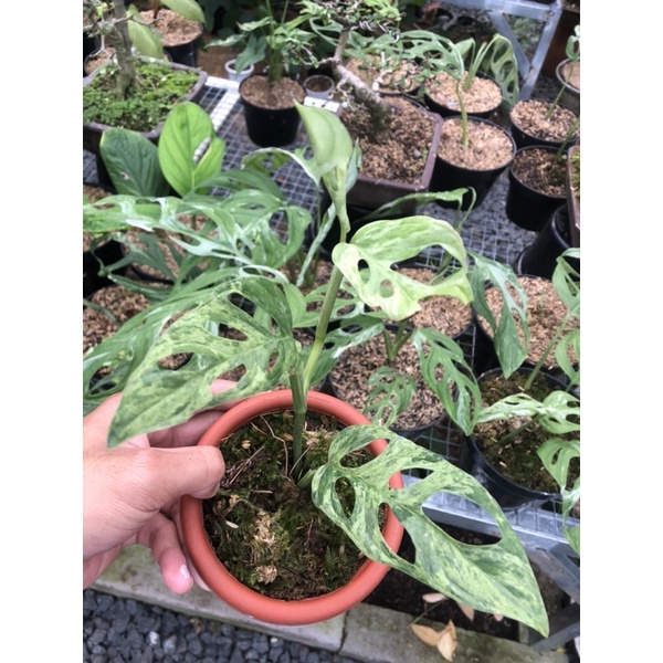 monstera / janda bolong varigata