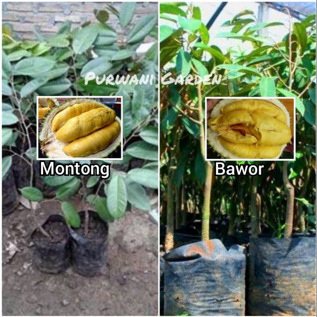 BIBIT DURIAN MONTONG DAN BAWOR