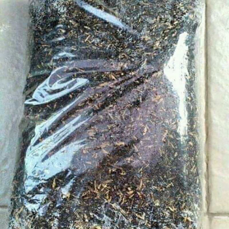 media tanaman Kaktus Dan Sekulen siap pakai