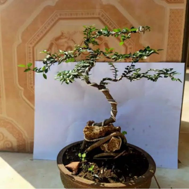 bonsai ulmus micro tanaman hias pohon bonsai ulmus micro