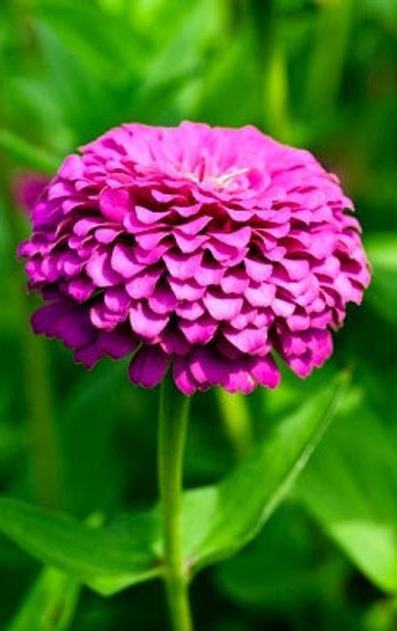 Haira Seed Bibit-Biji Bunga Zinnia Ungu-Purple Prince