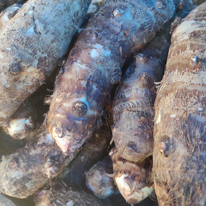 

umbi talas pasar online makassar