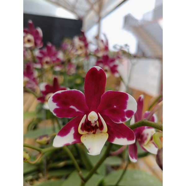 anggrek bulan premium putih totol maroon totol merah phalaenopsis hybrid bunga mini kondisi knop mek