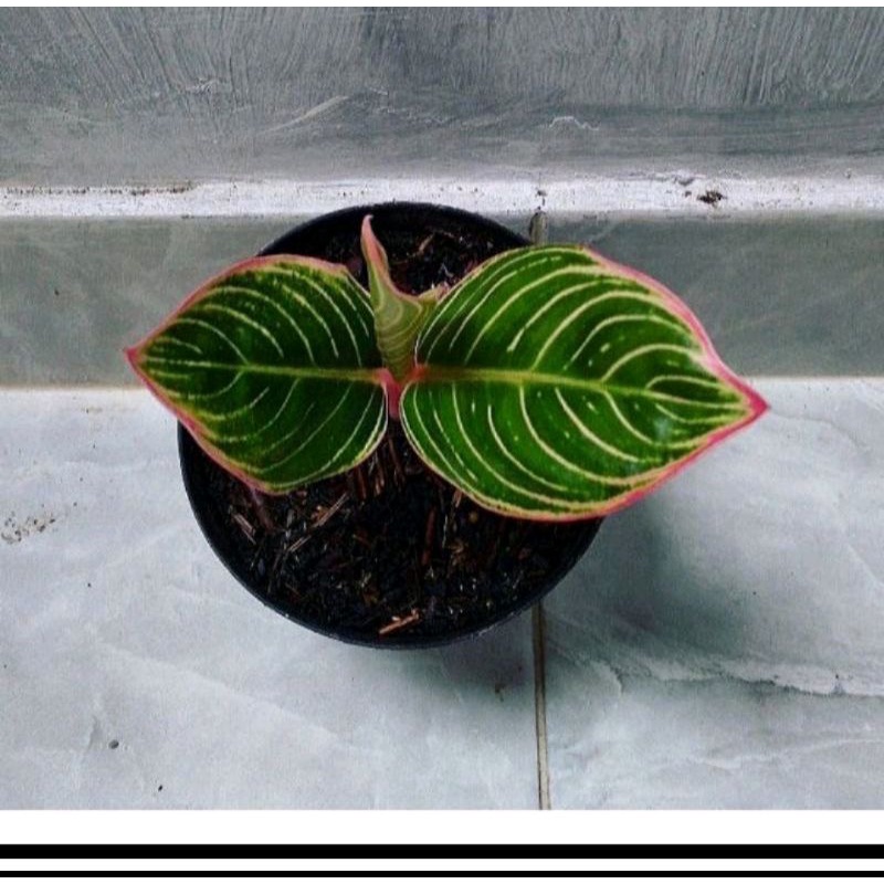 anakan aglonema minion asli 1/2daun