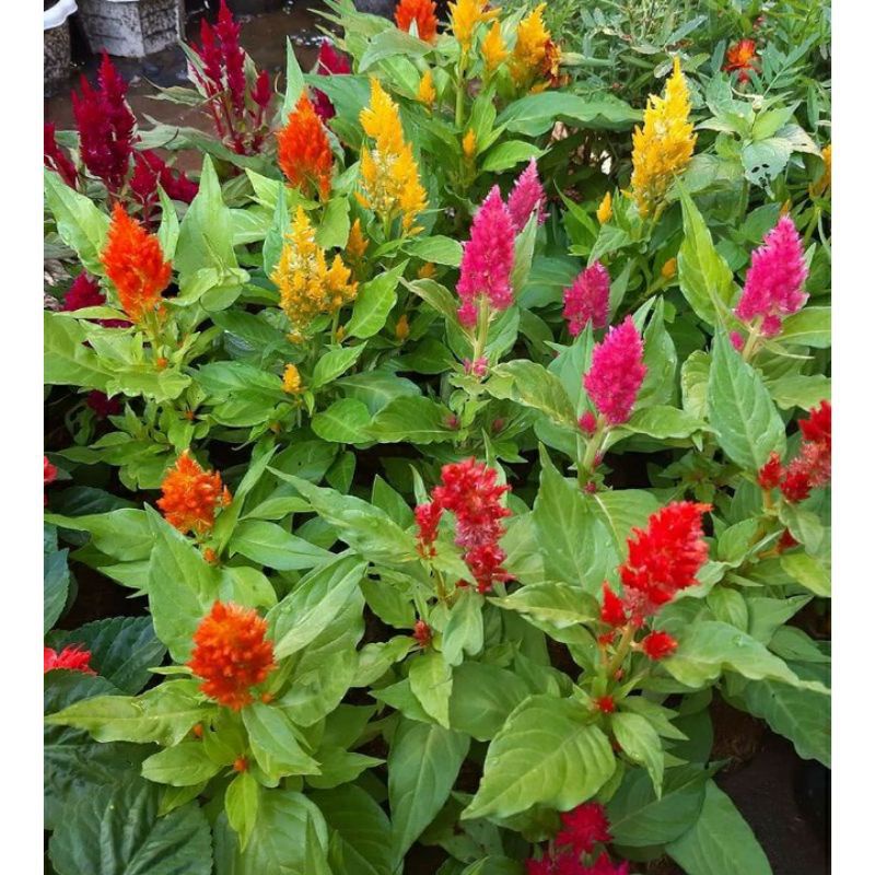 Paket tanaman 3 warna bunga celosia