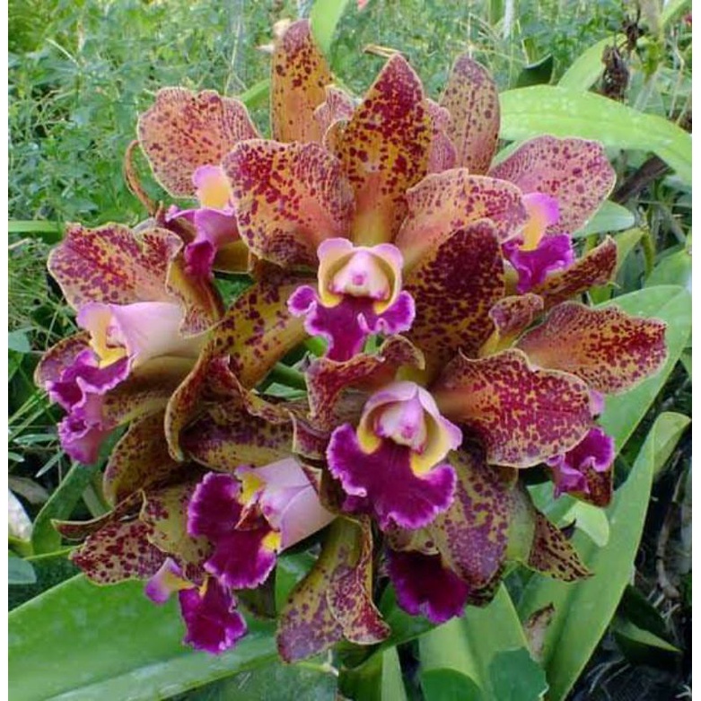 Anggrek cattleya Wainae Leopard
