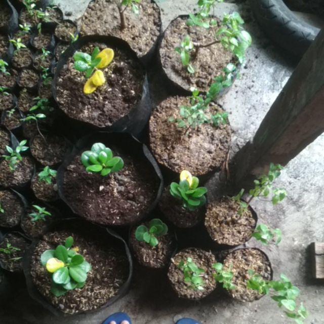 Bibit Bonsai Wahong Laut