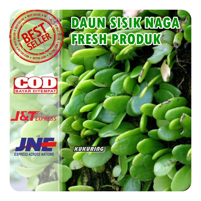 DAUN SISIK NAGA ATAU PICISAN