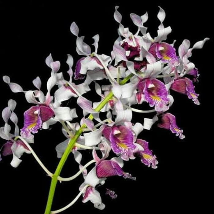 Anggrek Seedling Dendrobium Nindii Spesies