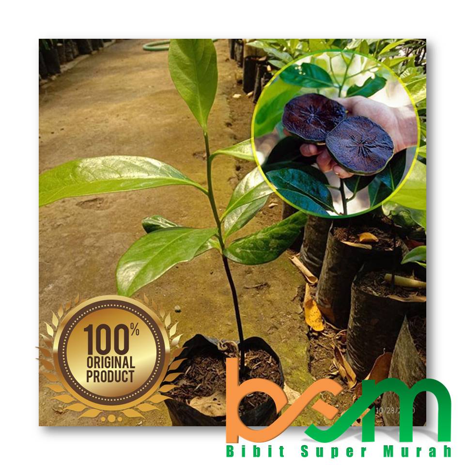 Bibit Black Sapote Jumbo Okulasi Valid Bergaransi
