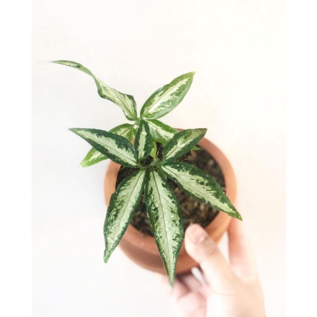 Tanaman bunga Syngonium jari / Syngonium angustatum