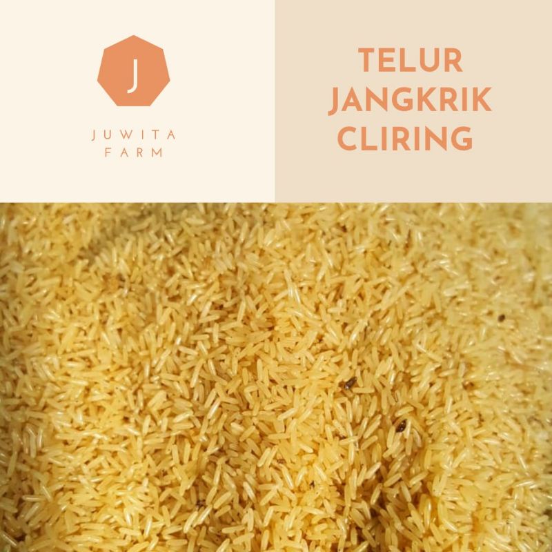 

TELUR JANGKRIK ALAM 1ONS