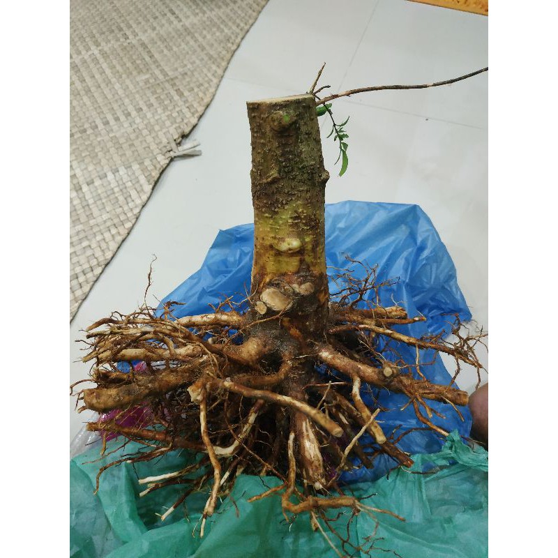 bonsai anting Putri akar keliling