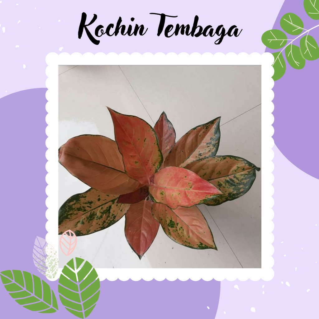 Tanaman Hias Aglaonema / Aglonema Kochin Bunga Aglonema Kocin Tembaga