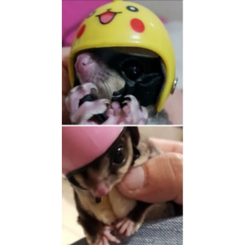 SUGAR GLIDER - MAINAN SUGAR GLIDER - AKSESORIS SUGAR GLIDER