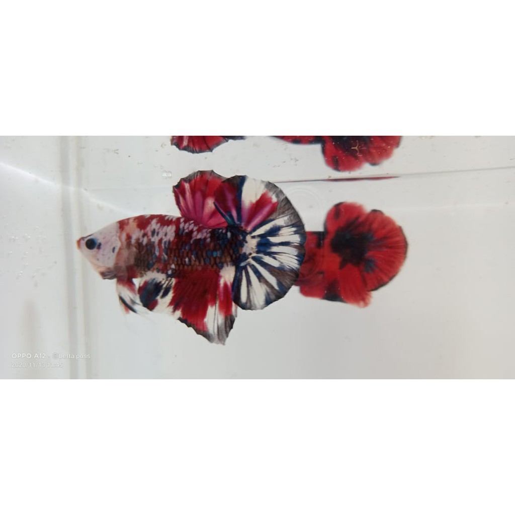 

(05)IKAN CUPANGmultycolour