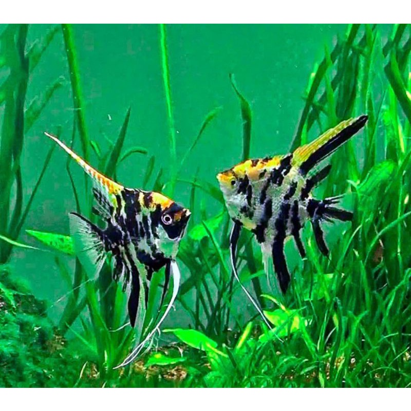 Ikan hias manfish Tricolor ikan hias aquarium