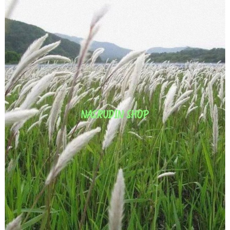 

[Fresh] BUNGA ALANG ALANG / BUNGA ILALANG BASAH 30 BATANG / BUNGA EKOR KUDA SEGAR