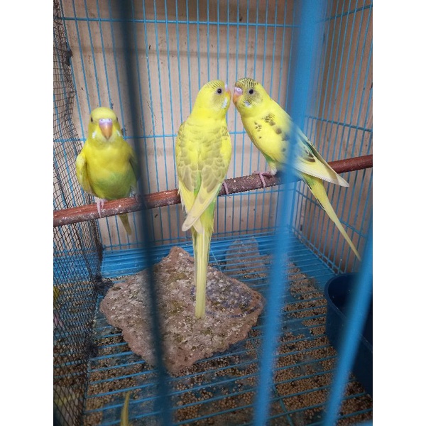 Burung Parkit Warna Sepasang