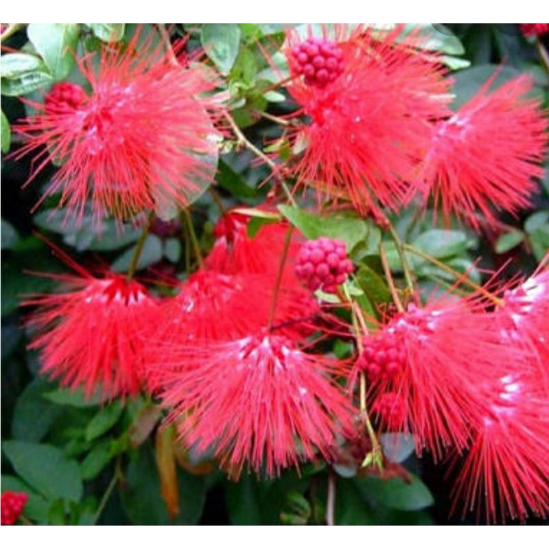 bibit tanaman bunga kaliandra/lusiana besar