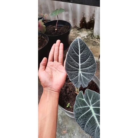 baby Alocasia black velvet/black ninja