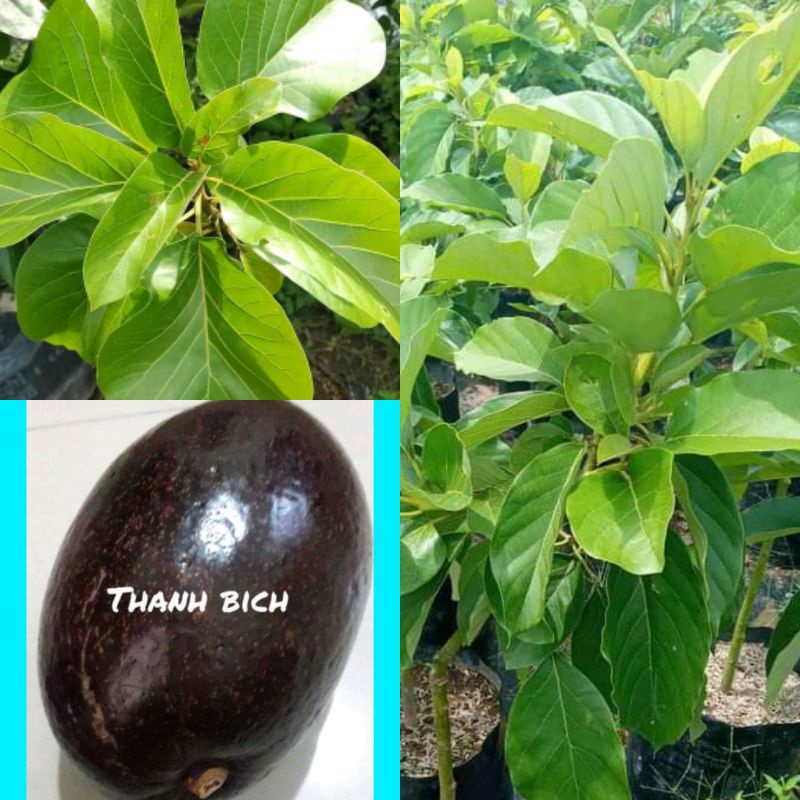 bibit alpukat thanh bich