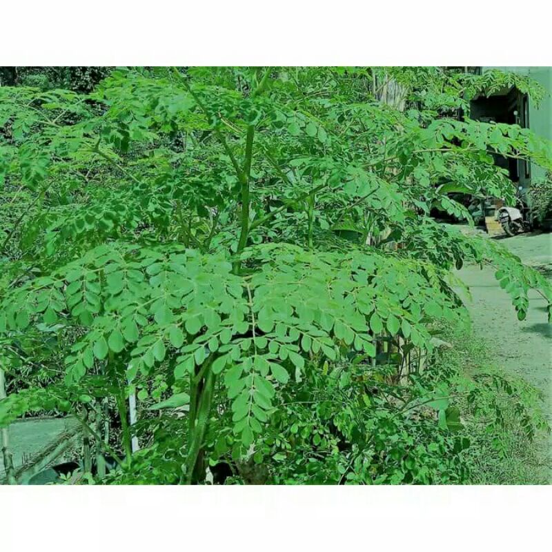 

daun kelor fresh 250gram