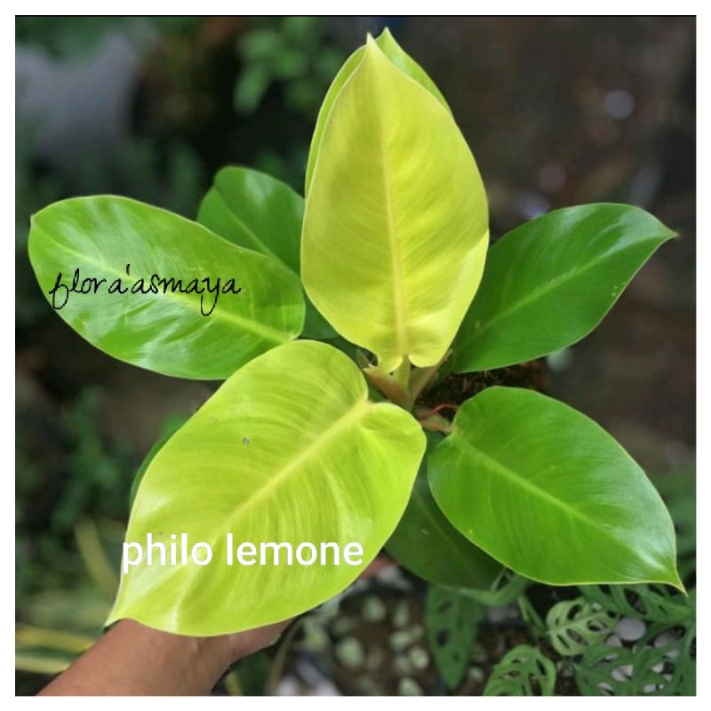 tanaman phillo lemone/tanaman hias murah phillo lemone/tanaman phillo lemone