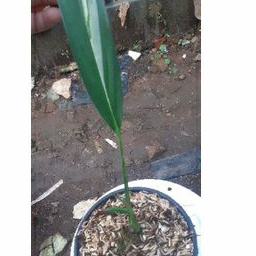 Epipremnum Amplissimum Variegata Yellow/Amplissimum Ekonomis/Amplissimum Cuttingan Tunas