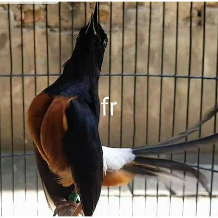 Pet Murai Vabyn Perawatan Burung Shopee Indonesia