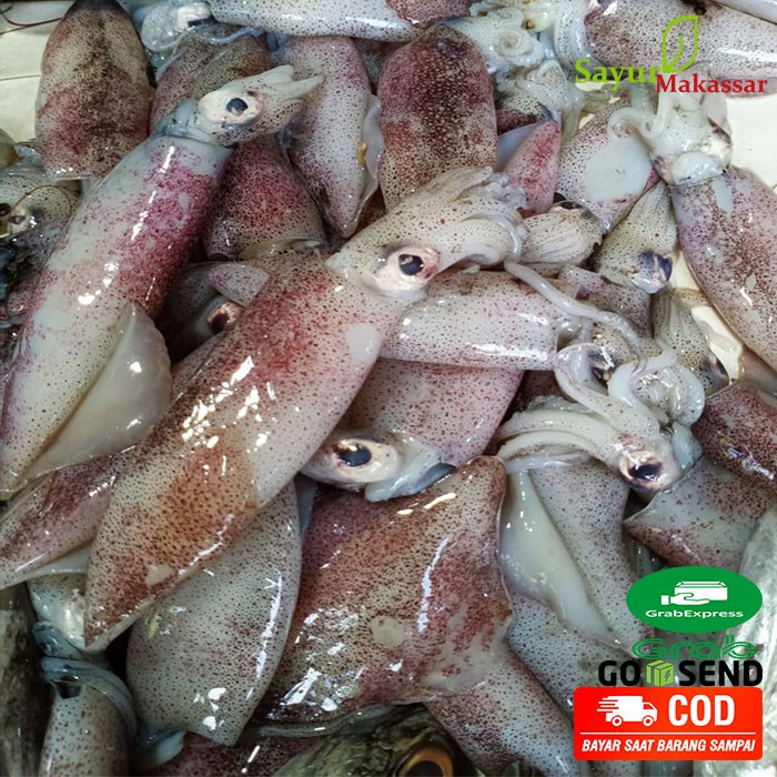 

Cumi Cumi Ikan Laut Segar Fresh Makassar 1 Kg