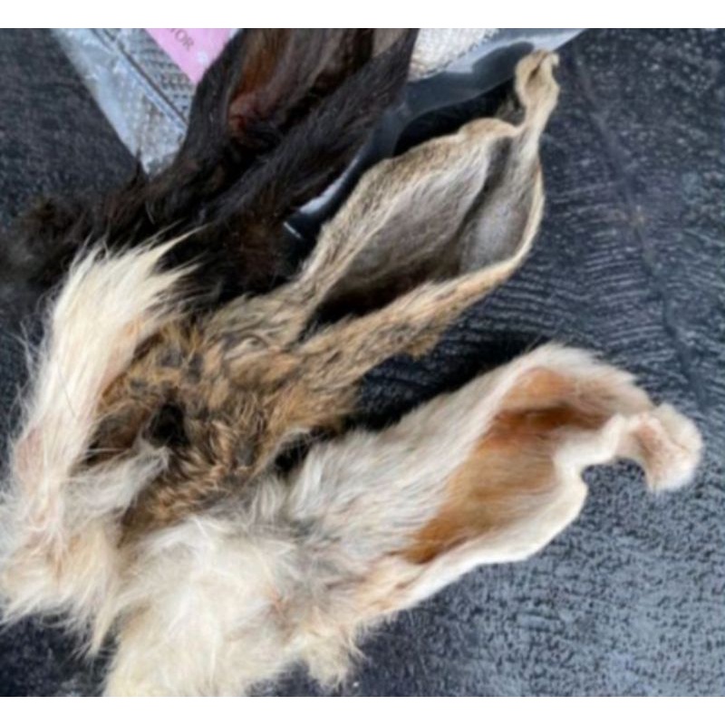 Rabbit ears / snack anjing telinga kelinci / jujupaws