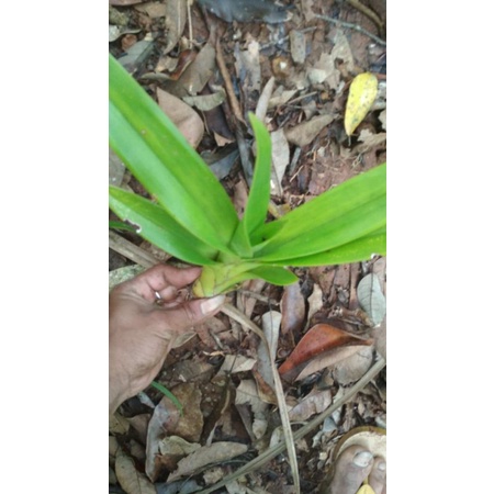 Termurah anggrek vanda siap berbunga