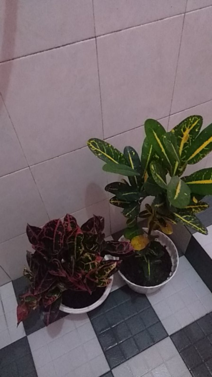 Tanaman Hias Puring Mentimun