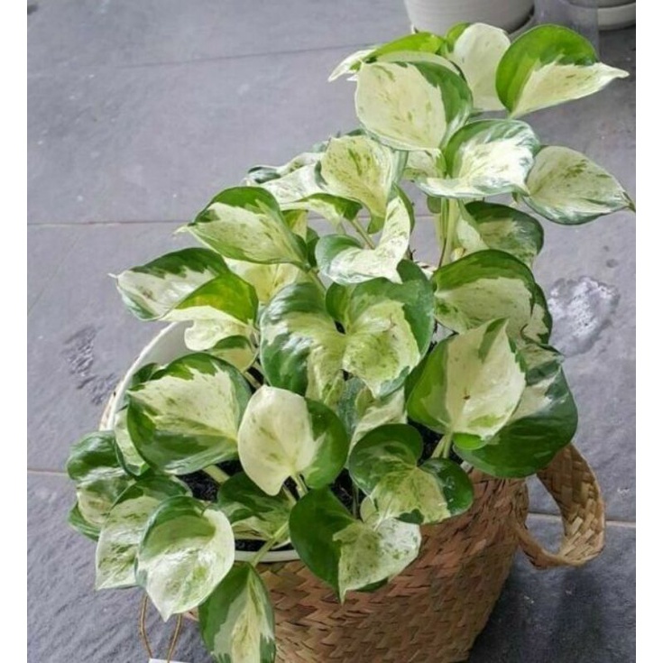 Tanaman Hias Syngonium Manjula Tanaman Hias Murah Syngonium Terlaris | Syngonium Albo Variegata Puti